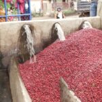 Unveiling the Secrets of the Wet Milling Process in the Coffee Industry