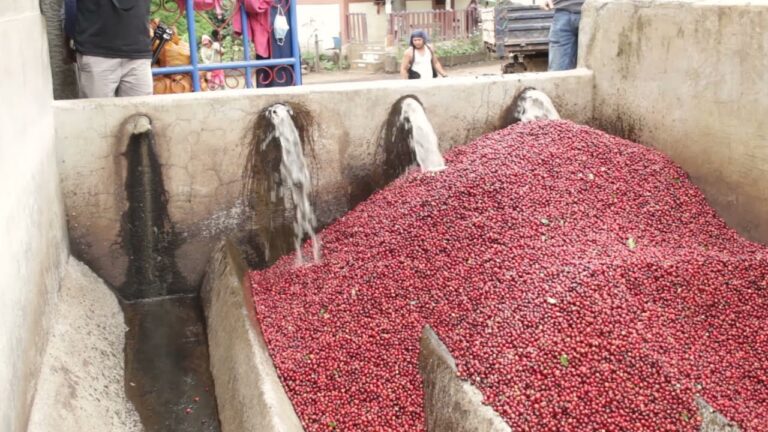 Unveiling the Secrets of the Wet Milling Process in the Coffee Industry
