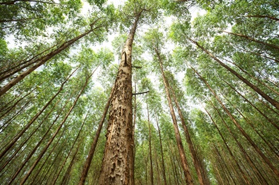 What makes some trees thrive?