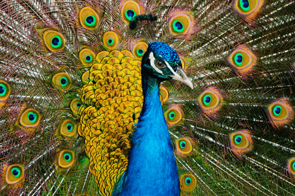 Tigers to Peacocks: The Diversity of Indian Wilderness