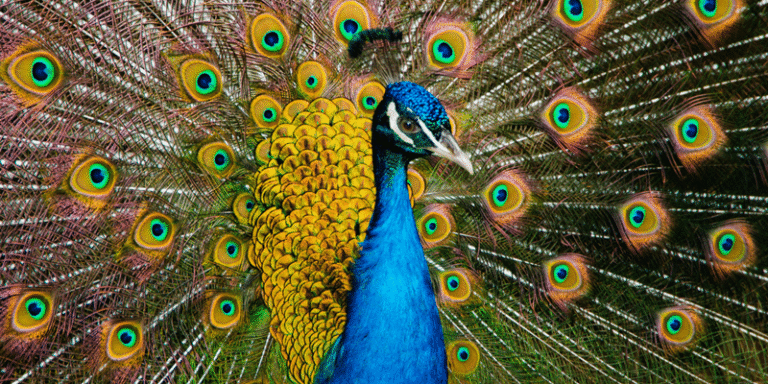 Tigers to Peacocks: The Diversity of Indian Wilderness